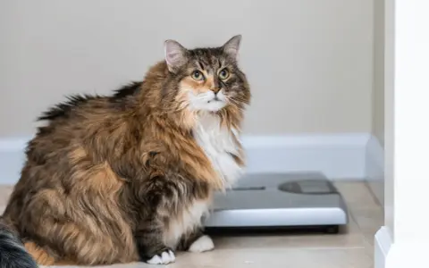 Gatto paffuto seduto vicino a una bilancia, un promemoria visivo su come far dimagrire un gatto.