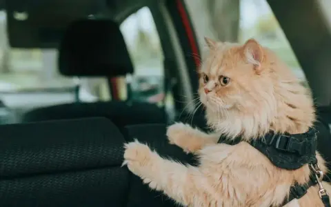 Gatto persiano color albicocca con pettorina, pronto a portare il gatto in vacanza in auto.