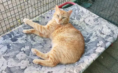 Gatto arancione sdraiato su una cuccia fiorata, con un'espressione stanca, forse a causa della leucemia felina ultimo stadio.