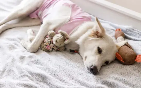 Un cane bianco con un maglioncino rosa riposa su una coperta grigia, abbracciando un coniglietto di peluche. Il suo **sieroma cane** è coperto, ma sembra a suo agio.