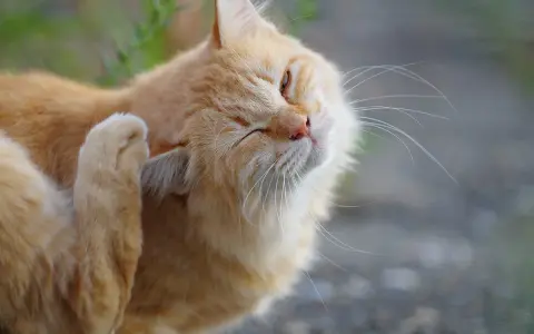 Gatto arancione si gratta l'orecchio, forse per via dei pidocchi gatto in casa.