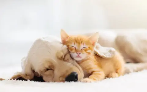 Un gattino arancione dorme sereno appoggiato a un cane dorato. Forse sognano avventure insieme, chissà cosa sognano i gatti.
