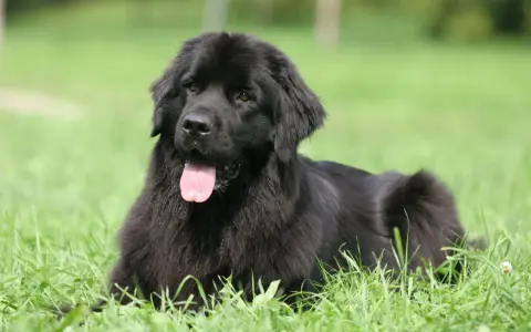 Un maestoso terranova cane nero giace sull'erba verde, con la lingua rosa fuori, godendosi una giornata di sole.