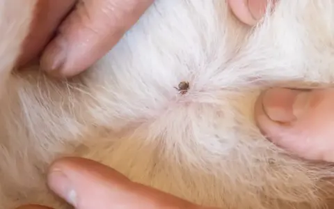 Dita che separano il pelo bianco di un gatto per rivelare una zecca attaccata alla pelle.
