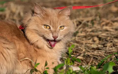 Gatto arancione con collare rosso e guinzaglio, lingua fuori, forse per dispnea gatto o per il caldo.