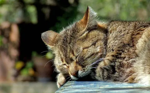 Un gatto soriano dorme beatamente al sole, con il muso appoggiato su una superficie blu.