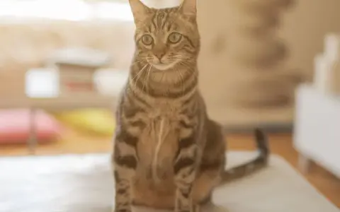 Gatto tigrato di grande razza, seduto su una superficie chiara, con occhi verdi attenti e sfondo sfocato.