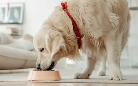 Golden retriever con bandana rossa mangia crocchette, ideali per cani con sensibilità, grazie alle proteine idrolizzate cane.