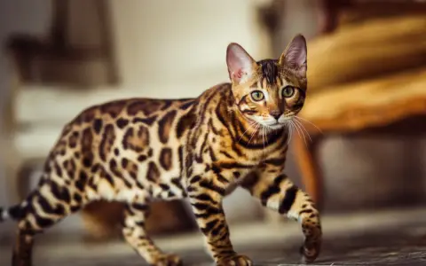 Gatto bengala dal carattere vivace, con mantello maculato e occhi verdi penetranti, cammina con eleganza.
