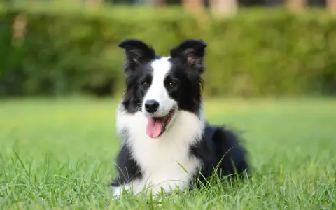 Border collie con lingua fuori, felice sull'erba. Nessun difetto visibile, solo un cane perfetto.