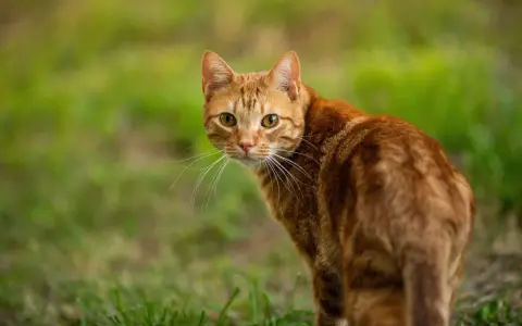 Un gatto rosso tigrato guarda incuriosito, con il pelo fulvo che si fonde con l'erba verde.