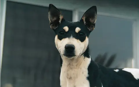 Un adorabile rat terrier con un mantello bicolore nero e bianco, con macchie distintive intorno agli occhi, guarda intensamente.