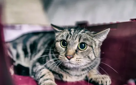 Gatto tigrato con occhi sbarrati, rannicchiato in un trasportino. Sembra spaventato, forse perché i gatti hanno paura dei temporali.