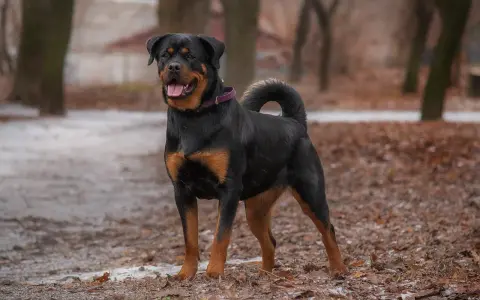 Rottweiler dal temperamento equilibrato, posa fiero in un parco autunnale.