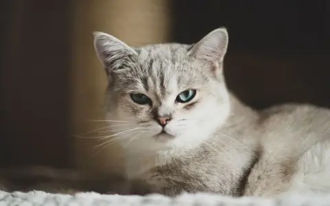 Un elegante gatto pelo medio con occhi azzurri penetranti osserva con curiosità.