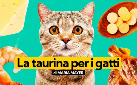 Un gatto curioso guarda verso la taurina, circondato da cibo: formaggio, gamberi e pollo arrosto.