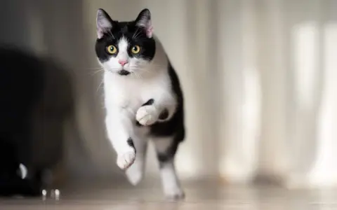 Un gatto bianco e nero salta con agilità, con gli occhi gialli che brillano.