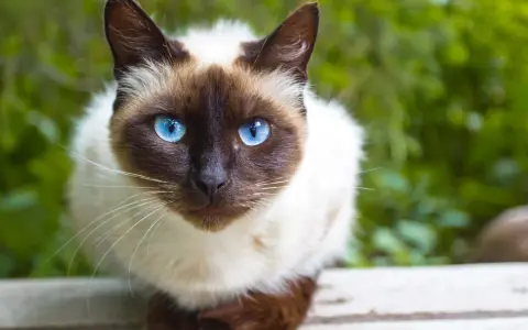 Un adorabile gatto pelo corto con occhi blu intensi guarda dritto verso l'obiettivo, circondato da un verde rigoglioso.