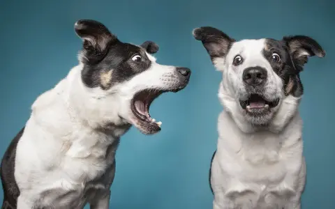 Due cani bianchi e neri con espressioni sorprese. Uno sembra un cane che abbaia forte, con la bocca spalancata.