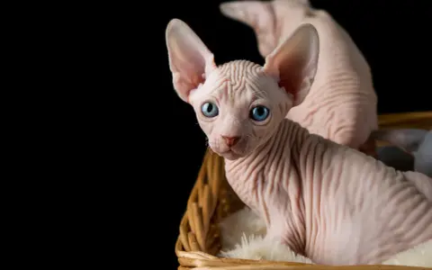 Un adorabile gatto senza pelo con occhi azzurri, seduto in un cesto di vimini su uno sfondo nero.