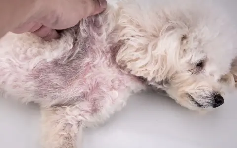 Pelo arrossato e irritato sul fianco di un cane, sintomo di dermatite da pulci.