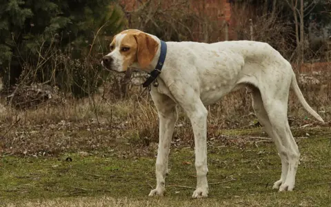 Un cane magro, bianco con macchie arancioni, con collare blu e campanellino, osserva attentamente l'ambiente circostante.