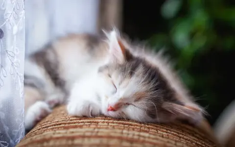 Un tenero gattino tricolore dorme sereno sul divano. Che voglia di accarezzare il gatto quando dorme, con la sua pelliccia morbida e il nasino rosa.