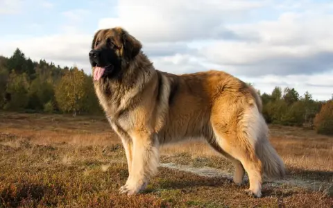 Un maestoso Leonberger, imponente per le sue **dimensioni**, posa in un prato autunnale.
