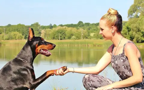Dobermann che stringe la mano a una donna, un gesto che racchiude i dobermann pregi e difetti: fedeltà e intelligenza, ma anche bisogno di attenzioni.