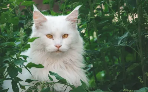 Un maestoso Maine Coon bianco, con occhi ambrati, si nasconde tra il fogliame verde. Immagina il suo imponente **maine coon xxl peso** mentre si muove con grazia.