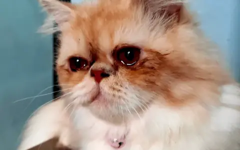 Un gatto persiano dagli occhi rossi sembra piangere con le lacrime, il suo pelo arancione e bianco è soffice.