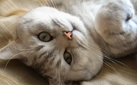 Gatto sdraiato, con occhi verdi e naso rosa. Sembra rilassato, forse emette uno dei tanti tipi di fusa del gatto.