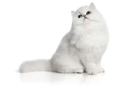 Un gatto bianco con pelo lungo, una delle tante razze gatti pelo lungo, posa con sguardo curioso.