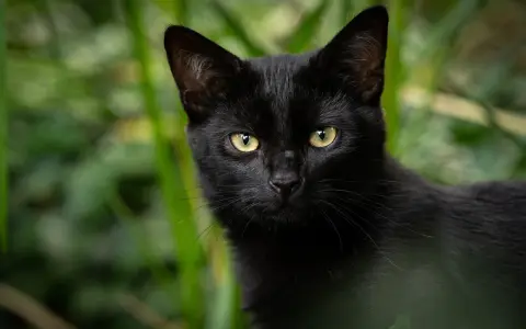 Un elegante gatto Bombay nero con occhi dorati scruta attentamente dalla vegetazione verdeggiante.