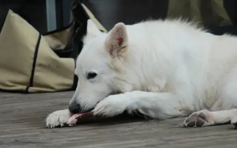 Cane bianco che rosicchia con gusto un pezzo di carne di cavallo, appoggiato su un tavolato di legno.