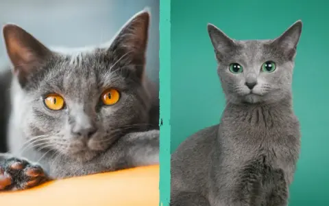 Due gatti soriani grigi, uno con occhi ambra e l'altro con occhi verdi, si guardano intensamente.