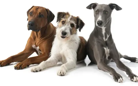 Tre cani di taglia media: un Rhodesian Ridgeback, un meticcio dal pelo lungo e un Levriero.