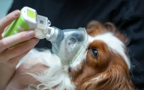 Cane con maschera nebulizzatrice per curare edema polmonare. La terapia aiuta il suo recupero.