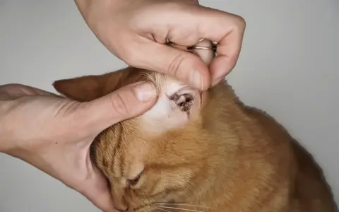 Mani esaminano l'orecchio di un gatto arancione, mostrando segni di otite da acari del gatto.
