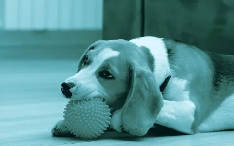 Un beagle gioca con un osso per cani denti, un giocattolo a forma di palla con punte, sdraiato sul pavimento.