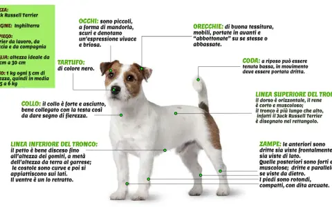Jack Russell Terrier: cane da lavoro, caccia e compagnia. Il suo carattere vivace e brioso si riflette negli occhi a mandorla.