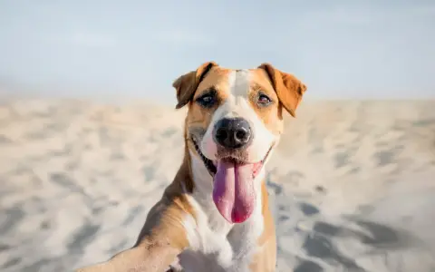 Un felice cane amstaff con la lingua fuori, seduto sulla sabbia con uno sfondo sfocato.