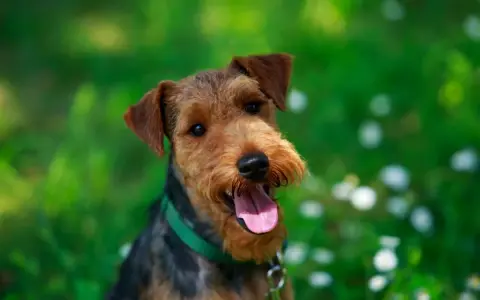 Un allegro welsh terrier con la lingua fuori, in un prato fiorito.