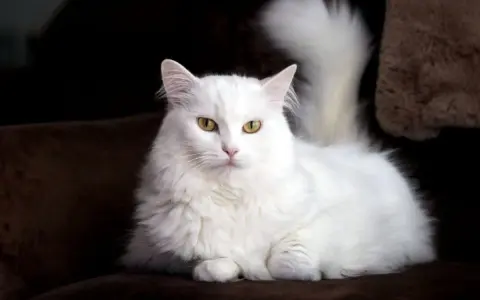 Gatto bianco con occhi azzurri, una splendida razza dal pelo lungo e folto, posa elegantemente su un divano scuro.