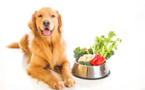 Un golden retriever sorride accanto a una ciotola piena di verdure fresche, tra cui broccoli, cavolfiori e peperoni rossi. I cani possono mangiare le melanzane, e questa ciotola è un esempio di dieta sana.