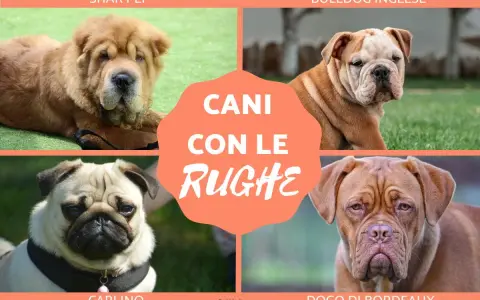 Quattro cani con le rughe: uno Shar Pei, un Bulldog Inglese, un Carlino e un Dogo di Bordeaux.