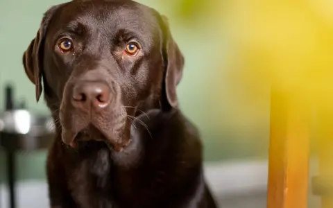 Un adorabile labrador retriever marrone con occhi dolci guarda dritto in camera, con un raggio di sole giallo sullo sfondo.