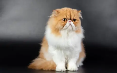 Gatto persiano dal muso schiacciato, con pelo lungo e folto color albicocca e bianco, seduto su sfondo scuro.