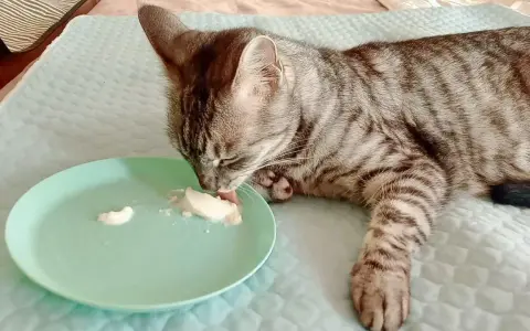Un gatto tigrato grigio lecca con gusto lo yogurt da un piattino verde.