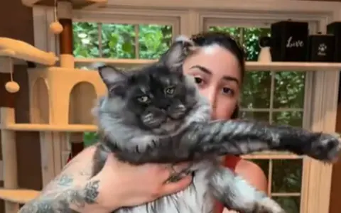 Un imponente Maine Coon, noto per le sue dimensioni, posa con la sua umana.